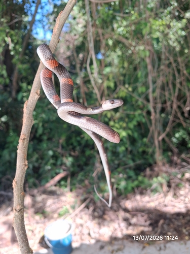 Forest Flame Snake