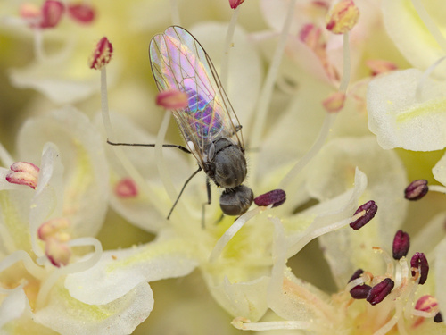 iNaturalist observation photo of Apolysis
