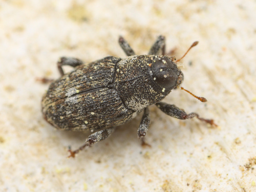 iNaturalist observation photo of True Weevils