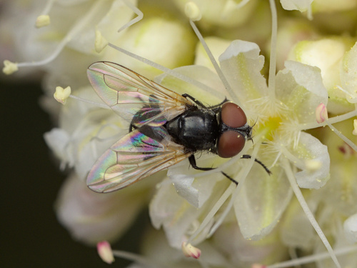iNaturalist observation photo of Phasia
