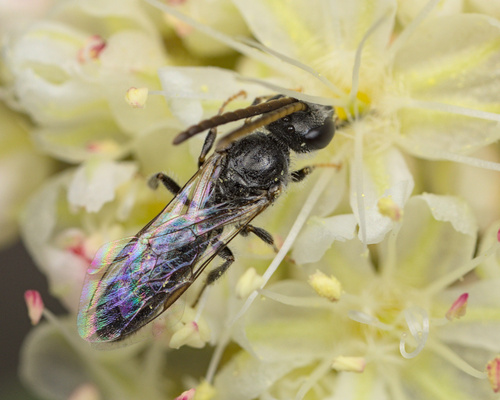iNaturalist observation photo of Sweat Bees