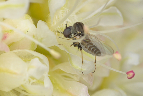 iNaturalist observation photo of Micro Bee Flies