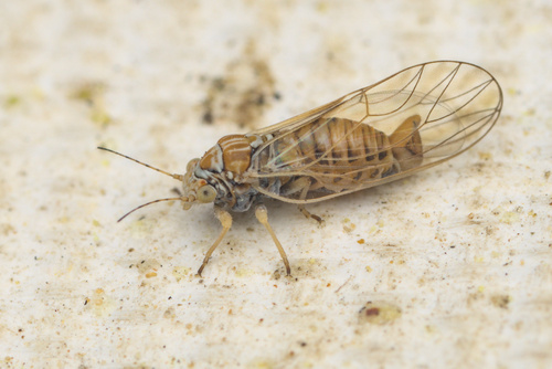 iNaturalist observation photo of Cacopsylla
