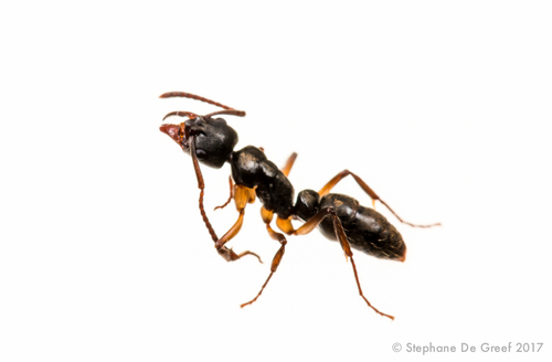 Neoponera unidentataNeoponera unidentata
