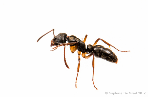 Crenata-group Panther Ants (Complex Neoponera crenata) · iNaturalist