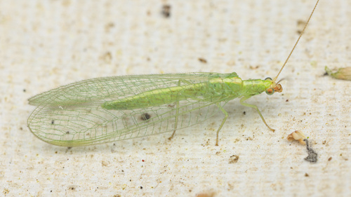 iNaturalist observation photo of Chrysopini