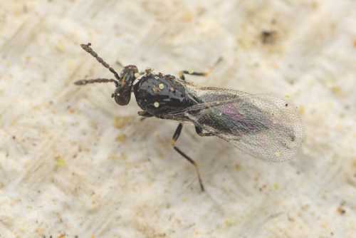 iNaturalist observation photo of Eulophidae