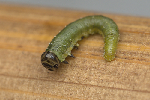iNaturalist observation photo of Sawflies, Horntails, and Wood Wasps