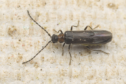 iNaturalist observation photo of Malthodes