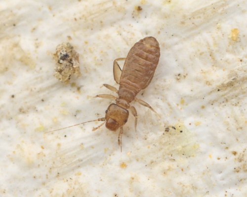 iNaturalist observation photo of Domestic Booklice