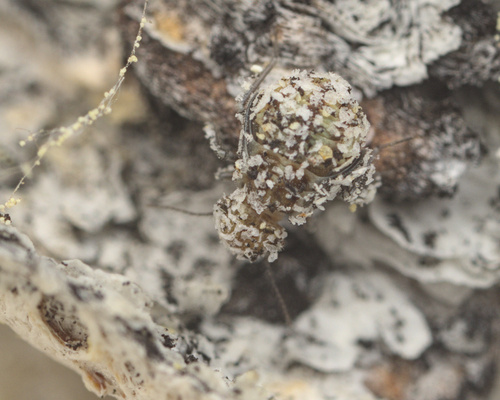 iNaturalist observation photo of Common Barklice