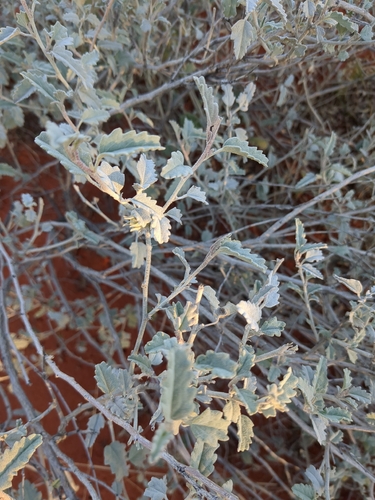velvet-leaved hibiscus