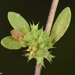 Paronychia echinulata - Photo (c) Ori Fragman-Sapir, todos los derechos reservados, subido por Ori Fragman-Sapir