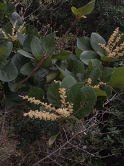 Clethra mexicana image