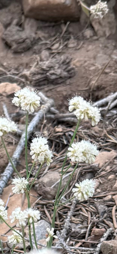 iNaturalist observation photo of Naked Buckwheat