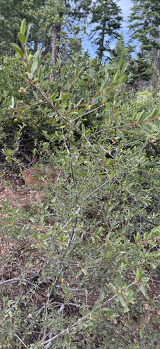 iNaturalist observation photo of Bitter cherry