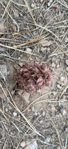 iNaturalist observation photo of Snowplant