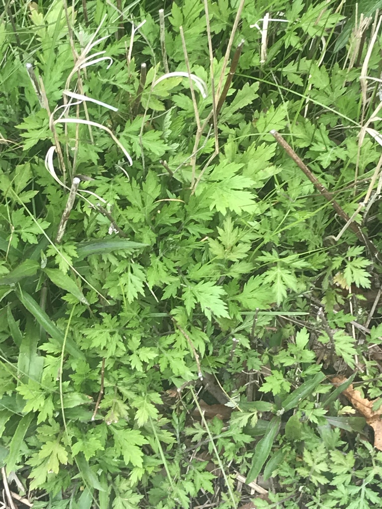 common mugwort from Whitehead Ave, Sayreville, NJ, US on April 27, 2020