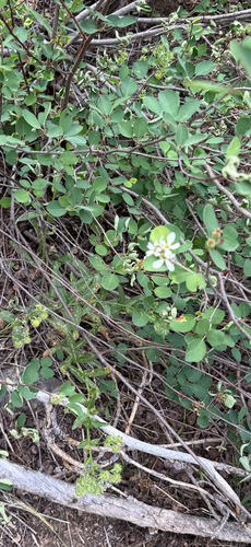 iNaturalist observation photo of serviceberries