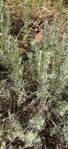 iNaturalist observation photo of Silver Wormwood