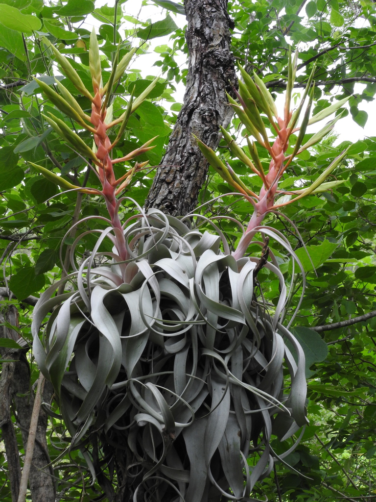 Cây không khí xerographica (Tillandsia xerographica)