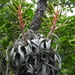 Tillandsia xerographica - Photo (c) Guillermo Funes, all rights reserved, uploaded by Guillermo Funes