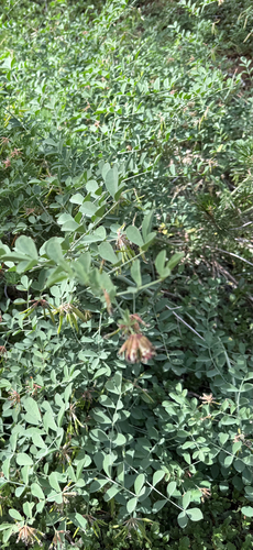 iNaturalist observation photo of Big deervetch