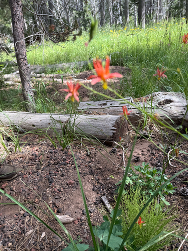 iNaturalist observation photo of western columbine