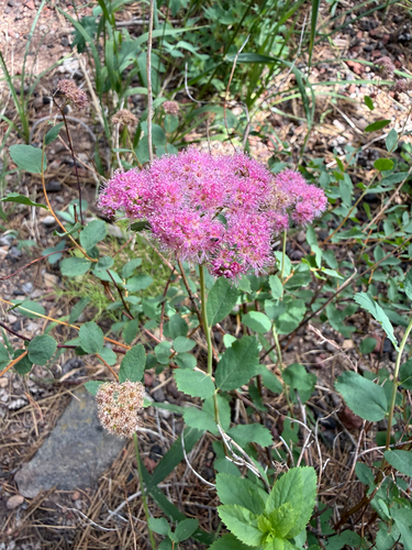 iNaturalist observation photo of Mountain Spirea