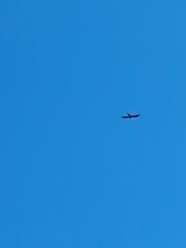 Mississippi Kite