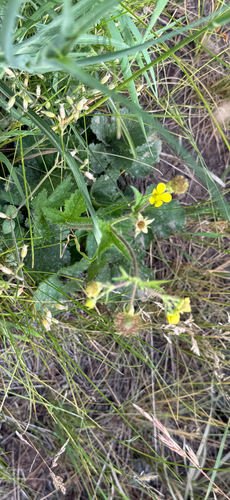 iNaturalist observation photo of Large-leaved Avens