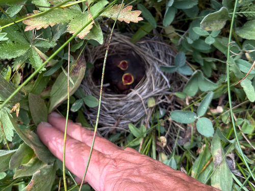 iNaturalist observation photo of Dark-eyed Junco