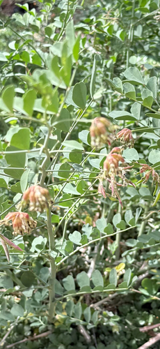 iNaturalist observation photo of Big deervetch