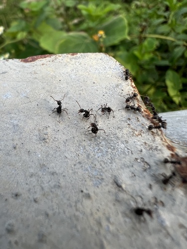 Cocoa Black Ant