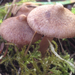 Inocybe nitidiuscula - Photo (c) Cody D. Crossley, all rights reserved, uploaded by Cody D. Crossley