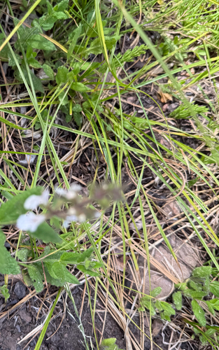 iNaturalist observation photo of Rough Hedgenettle