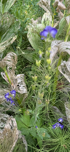 iNaturalist observation photo of Columbian Monkshood