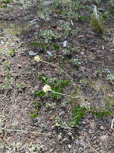 iNaturalist observation photo of Rosy Pussytoes