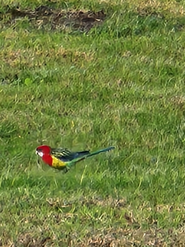 Eastern Rosella