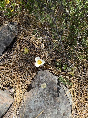 iNaturalist observation photo of Leichtlin's Mariposa Lily
