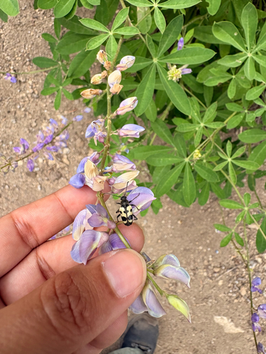 iNaturalist observation photo of Judolia instabilis