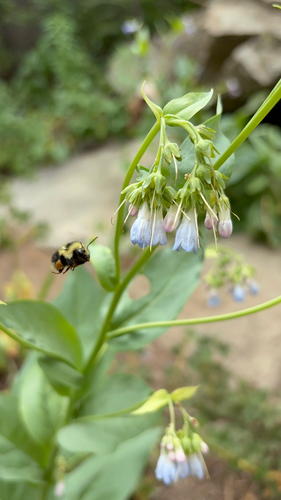 iNaturalist observation photo of Yellow-faced Bumble Bee