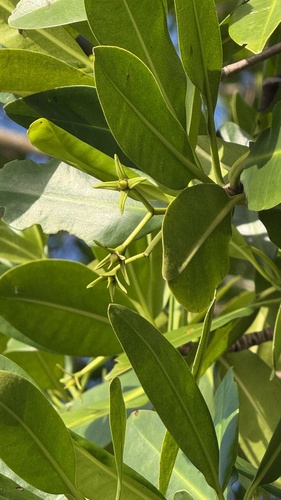 red mangrove