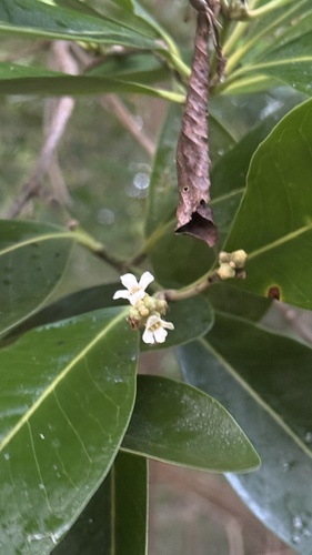 Avicennia schaueriana