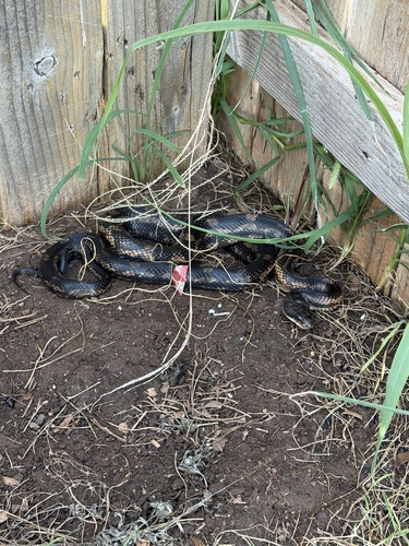 Western Ratsnake