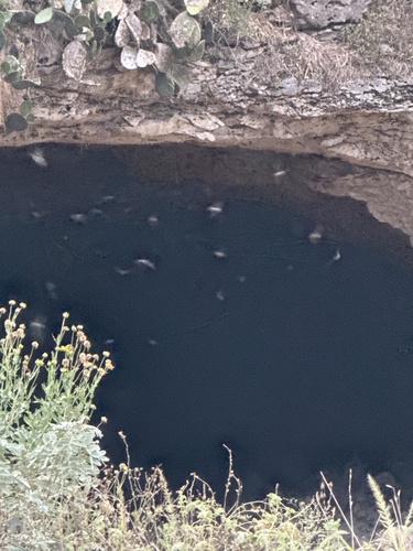 Mexican Free-tailed Bat observed by janlapine