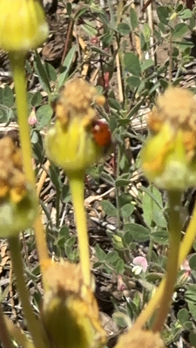 iNaturalist observation photo of Convergent Lady Beetle
