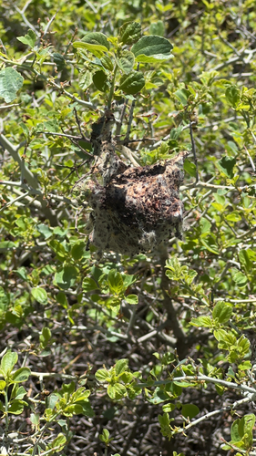 iNaturalist observation photo of Western Tent Caterpillar Moth
