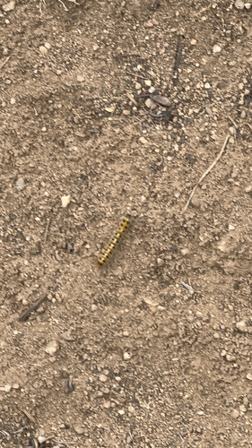 iNaturalist observation photo of Western Tent Caterpillar Moth