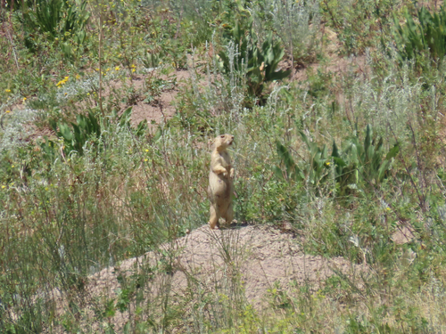 Gunnison's Prairie Dog observed by kjschnitz